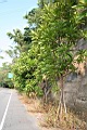 第倫桃01.jpg
