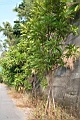 第倫桃03.jpg