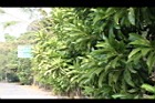 第倫桃05.jpg