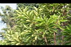 第倫桃06.jpg