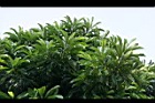 第倫桃07.jpg