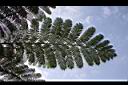 筆筒樹-葉06.jpg