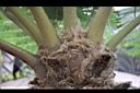 筆筒樹-鱗片02.jpg