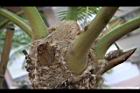 筆筒樹-嫩芽苞1.jpg
