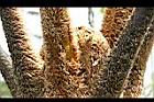 筆筒樹-嫩芽苞3.jpg
