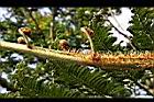 筆筒樹-幼葉06.jpg