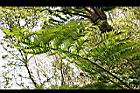 筆筒樹-葉00.jpg