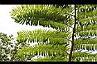 筆筒樹-葉03.jpg