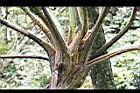 筆筒樹-鱗片01.jpg