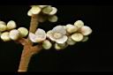 筆羅子-花01.JPG