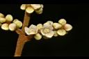 筆羅子-花02.JPG