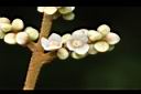 筆羅子-花03.JPG