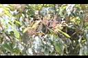 筆羅子-花序00.JPG