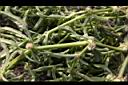 節節花-莖節03.JPG