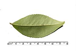 米碎柃木-葉背00.JPG