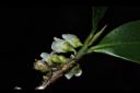米碎柃木-雄花00.JPG
