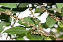 米碎柃木-雄花序01.JPG