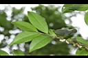 米碎柃木-雄花序03.JPG