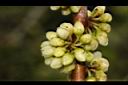 米碎柃木-雄花苞00.JPG