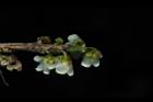 米碎柃木-花萼01.JPG