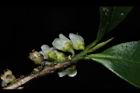 米碎柃木-雄花01.JPG