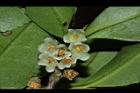 米碎柃木-雄花02.JPG