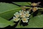 米碎柃木-雄花03.JPG