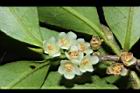 米碎柃木-雄花05.JPG