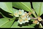 米碎柃木-雄花06.JPG