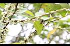 米碎柃木-雄花08.JPG