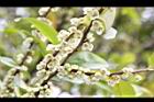 米碎柃木-雄花09.JPG