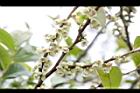 米碎柃木-雄花10.JPG