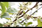 米碎柃木-雄花11.JPG
