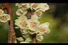 米碎柃木-雄花13.JPG