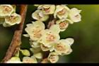 米碎柃木-雄花14.JPG
