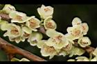 米碎柃木-雄花15.JPG