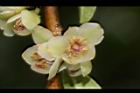 米碎柃木-雄花16.JPG