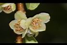米碎柃木-雄花17.JPG