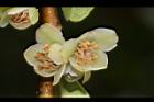 米碎柃木-雄花18.JPG