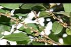 米碎柃木-雄花序00.JPG