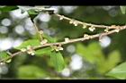 米碎柃木-雄花序02.JPG