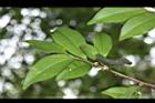 米碎柃木-雄花序04.JPG