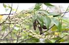 米碎柃木-雄花序05.JPG