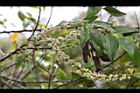 米碎柃木-雄花序06.JPG