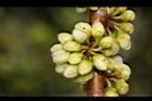 米碎柃木-雄花苞01.JPG