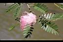 粉撲花-花11.JPG