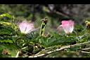 粉撲花-花13.JPG
