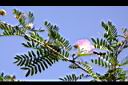 粉撲花07.JPG