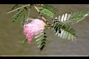 粉撲花-花12.JPG