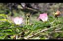 粉撲花-花14.JPG